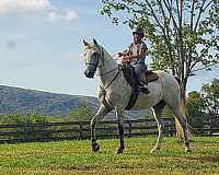 tenn-walker-for-sale-in-va-tennessee-walking-horse