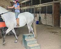 tenn-walker-for-sale-in-va-horse