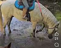 gaited-horse-for-sale-in-va-gelding