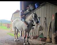 tenn-walker-for-sale-gelding