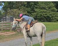 tenn-walker-for-sale-in-va-gelding