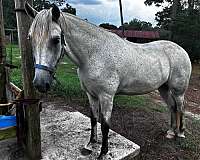 roan-horse