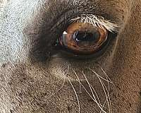 barn-tennessee-walking-horse