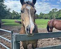 buckskin-mare-broodmare-horse