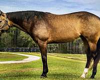 buckskin-mare-broodmare-mare