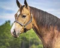 buckskin-mare-broodmare-foal