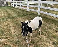 miniature-horse