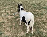 school-miniature-horse