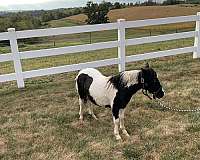 therapy-miniature-horse