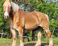 anyone-belgian-horse