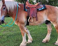 back-up-belgian-horse