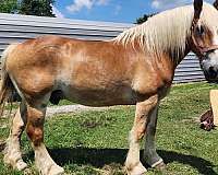 blonde-mane-tail-belgian-horse