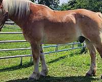 brave-belgian-horse