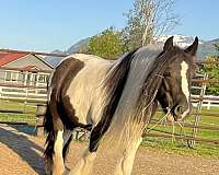 tobiano-pony