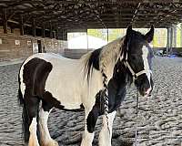 back-gypsy-vanner-pony