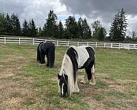 black-tobiano-gypsy-vanner-pony