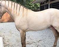 all-around-andalusian-horse