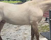 blue-eyed-andalusian-horse