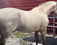 breeding-andalusian-horse