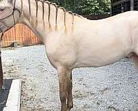 best-offer-andalusian-horse