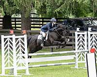 eventing-thoroughbred-horse