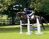 jumping-thoroughbred-horse