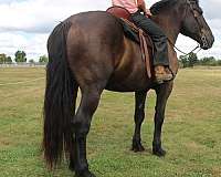 trail-western-riding-gelding