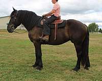 black-small-star-horse