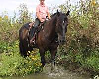 black-percheron-gelding