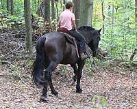 black-trail-western-riding-horse