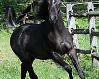 black-straight-egyptian-colt