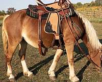 riding-haflinger-pony