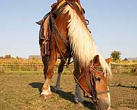 kid-safe-haflinger-pony