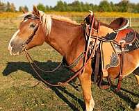 haflinger-pony