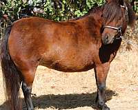 breeding-miniature-pony