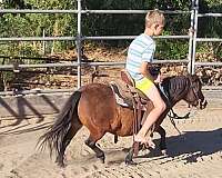 trail-riding-miniature-pony