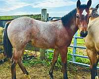 quarter-horse-filly