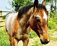 quarter-horse-for-sale