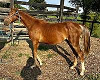 halter-horse