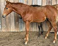 quarter-horse-colt