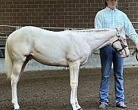 all-around-quarter-horse