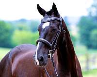 family-dutch-warmblood-horse