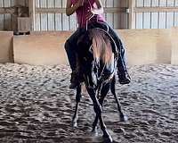 calf-roping-quarter-horse