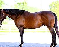 trail-class-co-gelding