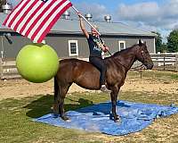 trail-quarter-horse