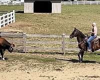 husband-safe-quarter-horse