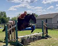 ranch-quarter-horse