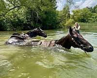 kid-gentle-quarter-horse