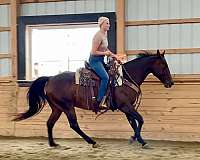 roping-quarter-horse