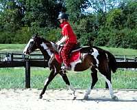 tobiano-see-pics-pony